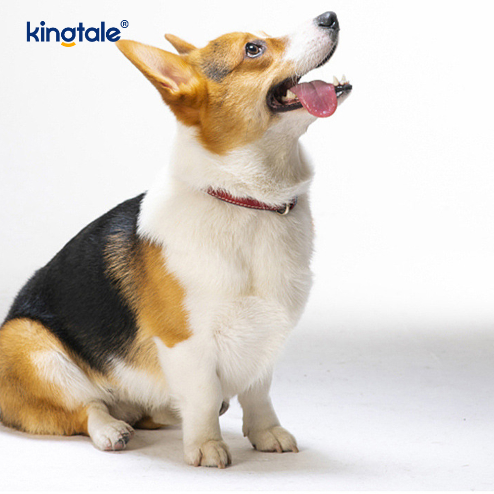 Köpek Oyuncak Çekilebilir Çiğnenebilir Kauçuk İkram Topu İç ve Dış Mekan