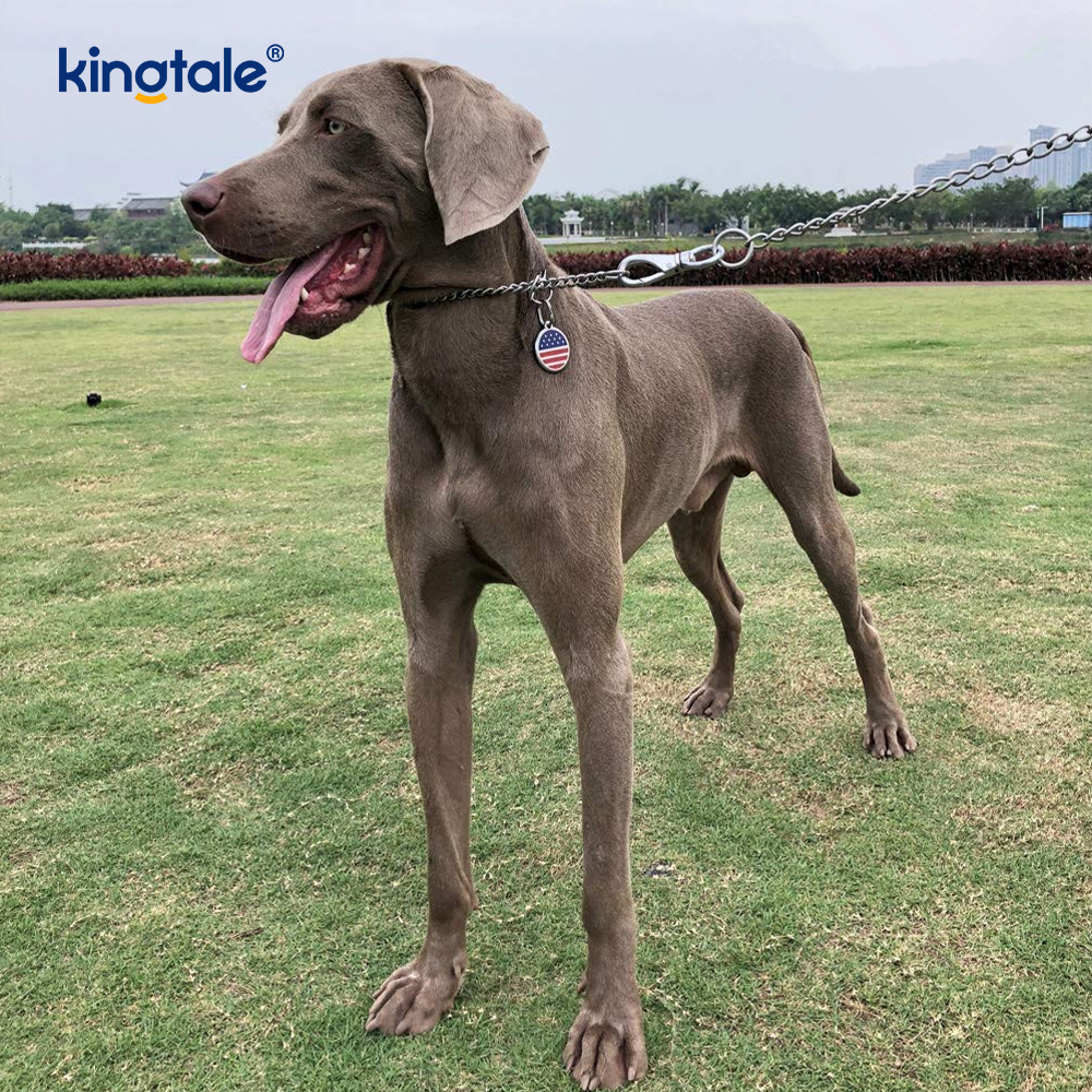 Köpekler için Metal Eğitim Köpek Şok Yaka Kayma P Zinciri Ağır Zincir