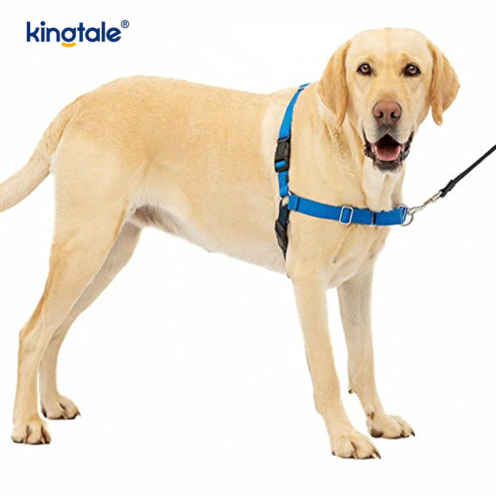 Çekmesiz Köpek Tasması Çekmeyi Durdurmaya Yardımcı Olur Kontrolü Ele Alın ve Tasma Davranışlarını Öğretin