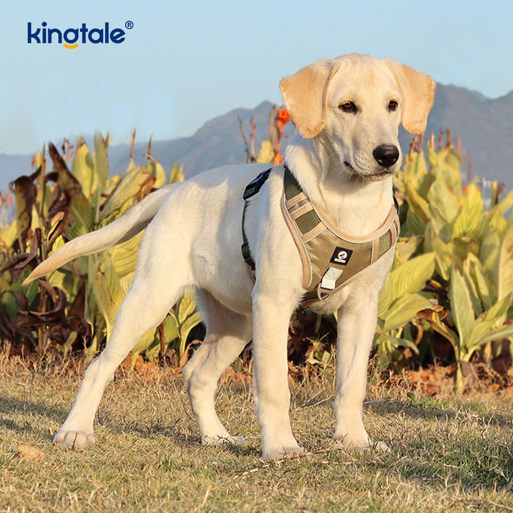 Köpek Tasmalı Naylon Perçin Yansıtıcı Ayarlanabilir Nefes Alabilir Spor Koşum Takımı