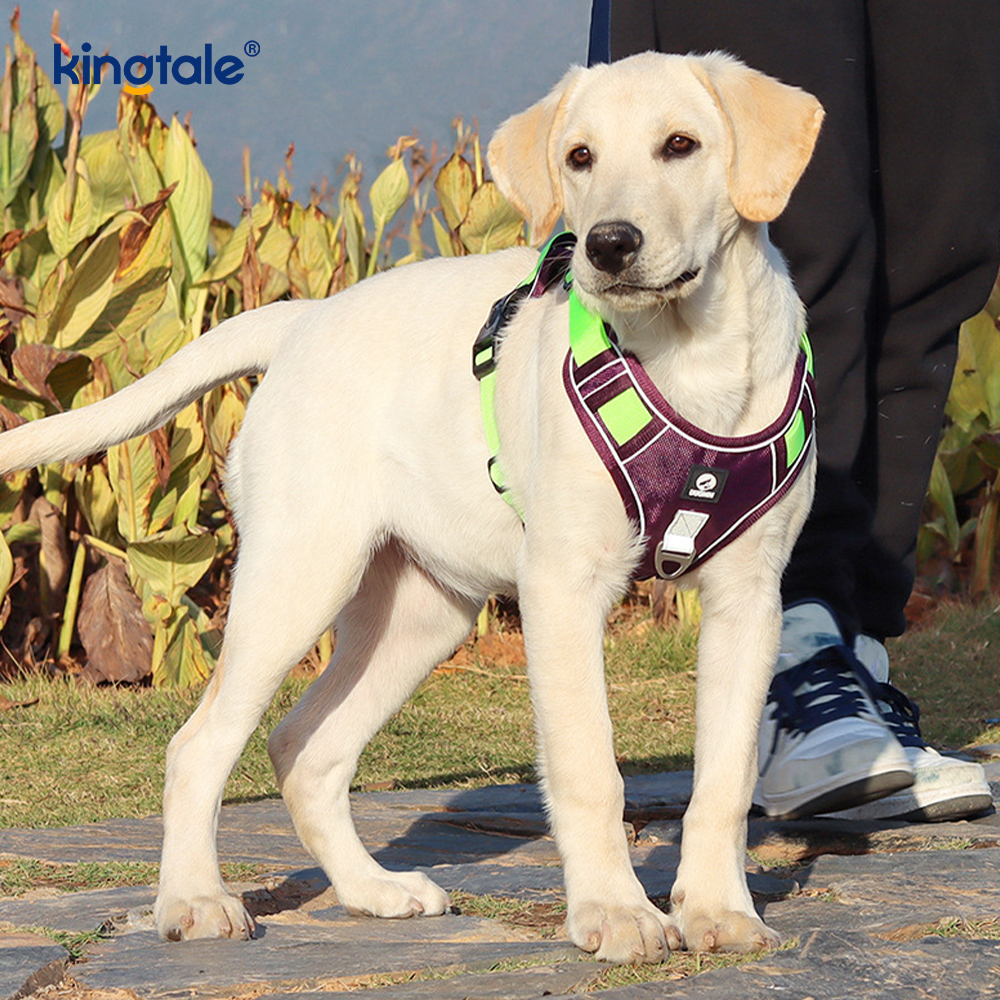 Köpek Tasmalı Naylon Perçin Yansıtıcı Ayarlanabilir Nefes Alabilir Spor Koşum Takımı