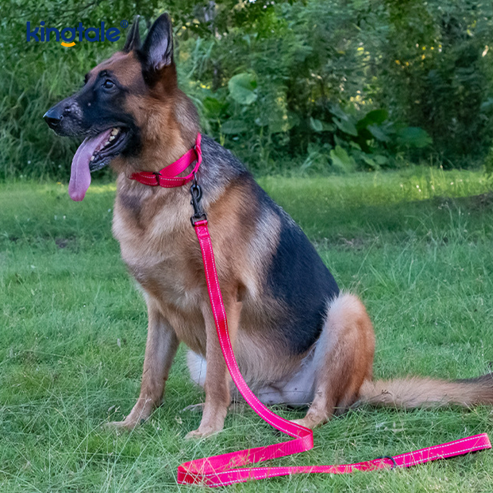 Hızlı Çıkarılan Çekme Yok Yansıtıcı Ayarlanabilir Naylon Martingale Köpek Tasması