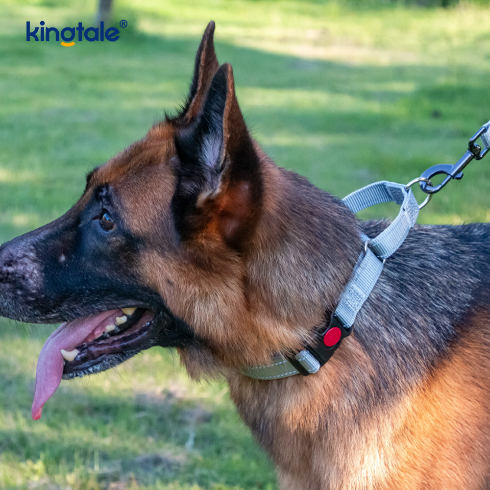 Hızlı Çıkarılan Çekme Yok Yansıtıcı Ayarlanabilir Naylon Martingale Köpek Tasması