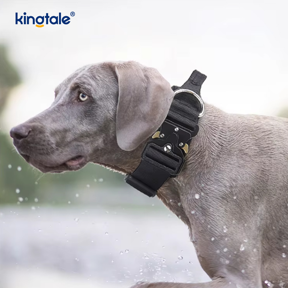 Eğitim Naylon Çekmesiz Köpek Tasması Tasma Demeti Seti Kontrollü